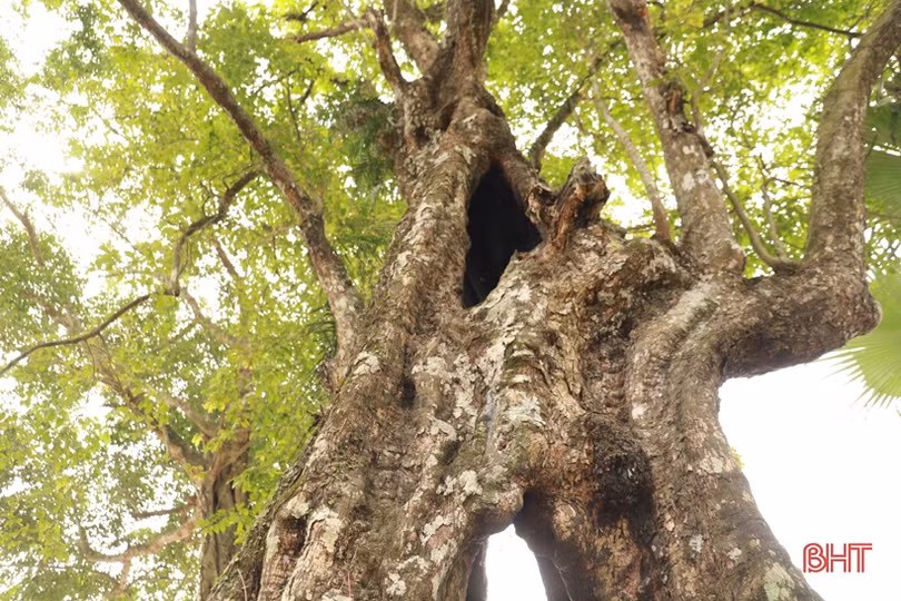 Đón bằng công nhận Cây Di sản Việt Nam cho cây thị ở Hương Sơn