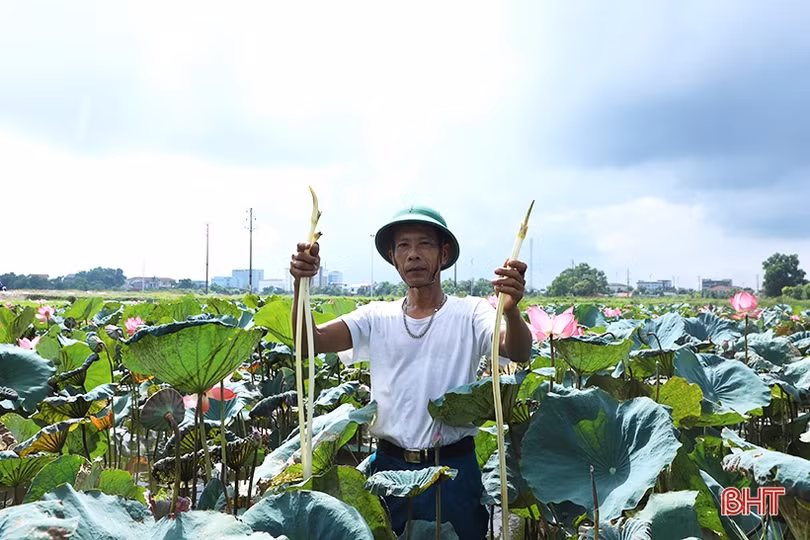Trà sen Hào Thành - hương vị của đất Thành Sen