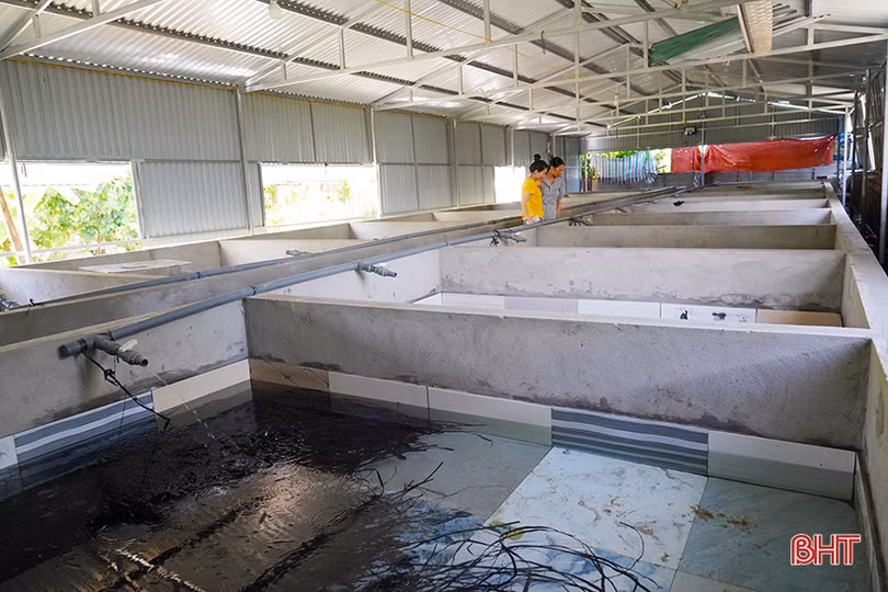 Vợ chồng trẻ về quê xây dựng mô hình nuôi lươn không bùn