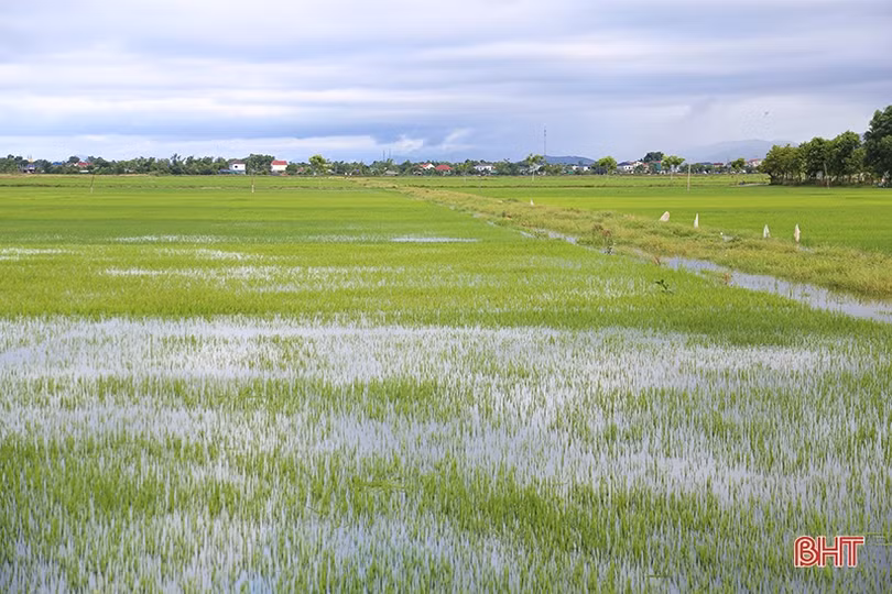 Ruộng đồng Hà Tĩnh được “giải khát”