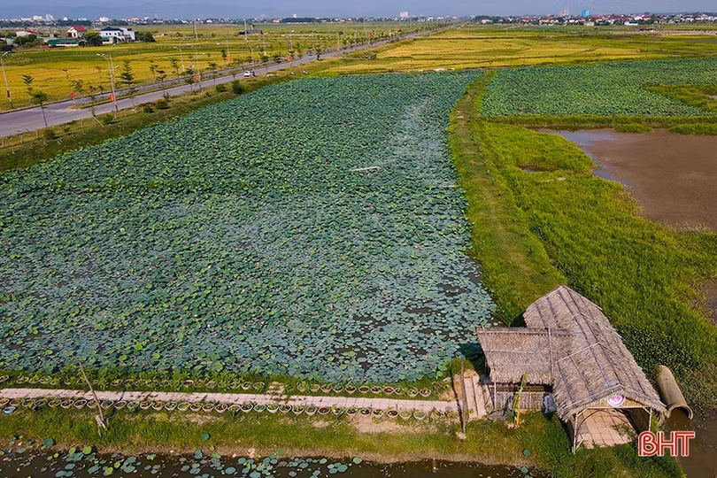 Trà sen Hào Thành - hương vị của đất Thành Sen