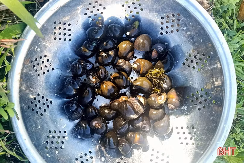 Thử nuôi ốc bươu đen, anh nông dân Can Lộc thu kết quả không ngờ