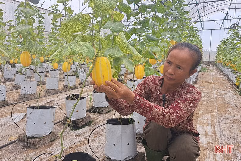 Dưa lê vàng Hàn Quốc kết trái trên vùng đất Nghi Xuân