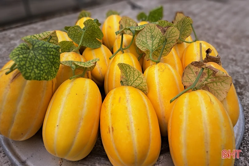 Dưa lê vàng Hàn Quốc kết trái trên vùng đất Nghi Xuân
