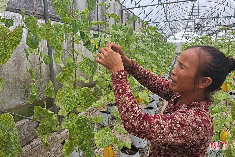 Dưa lê vàng Hàn Quốc kết trái trên vùng đất Nghi Xuân