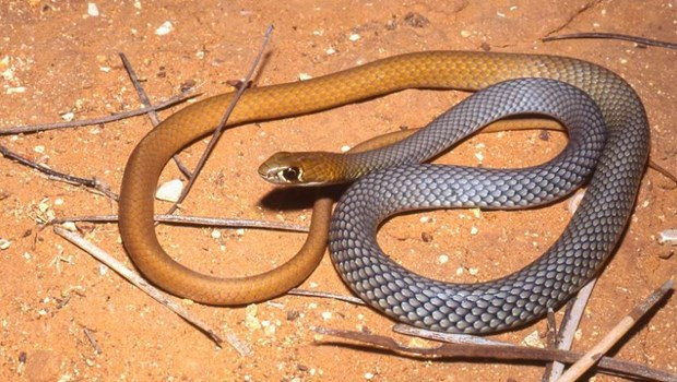 Australia phát hiện loài rắn độc mới sau nhiều thập kỷ nhầm lẫn hình ảnh 1 Australia phát hiện loài rắn độc mới sau nhiều thập kỷ nhầm lẫn