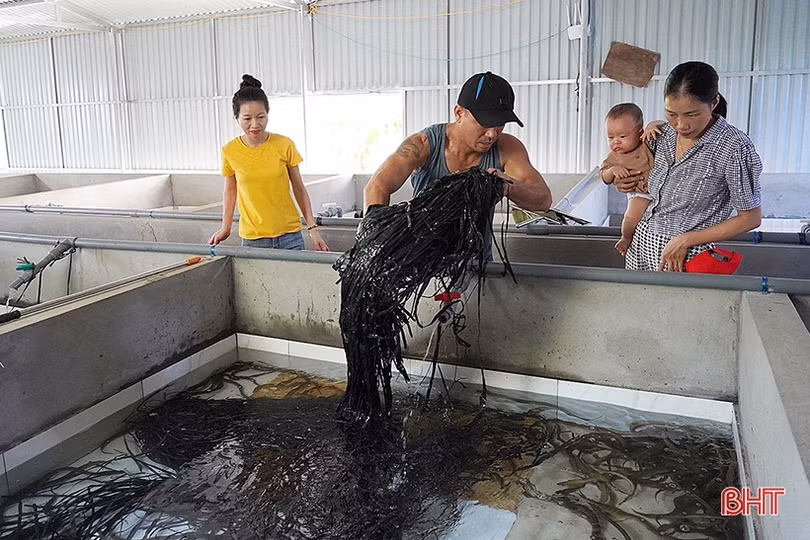 Vợ chồng trẻ về quê xây dựng mô hình nuôi lươn không bùn