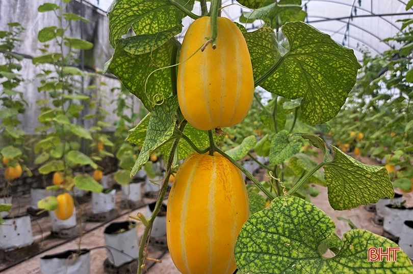 Dưa lê vàng Hàn Quốc kết trái trên vùng đất Nghi Xuân