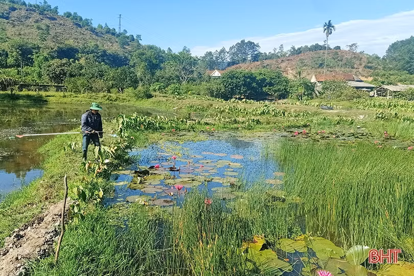 Thử nuôi ốc bươu đen, anh nông dân Can Lộc thu kết quả không ngờ