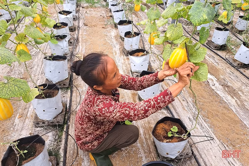 Dưa lê vàng Hàn Quốc kết trái trên vùng đất Nghi Xuân