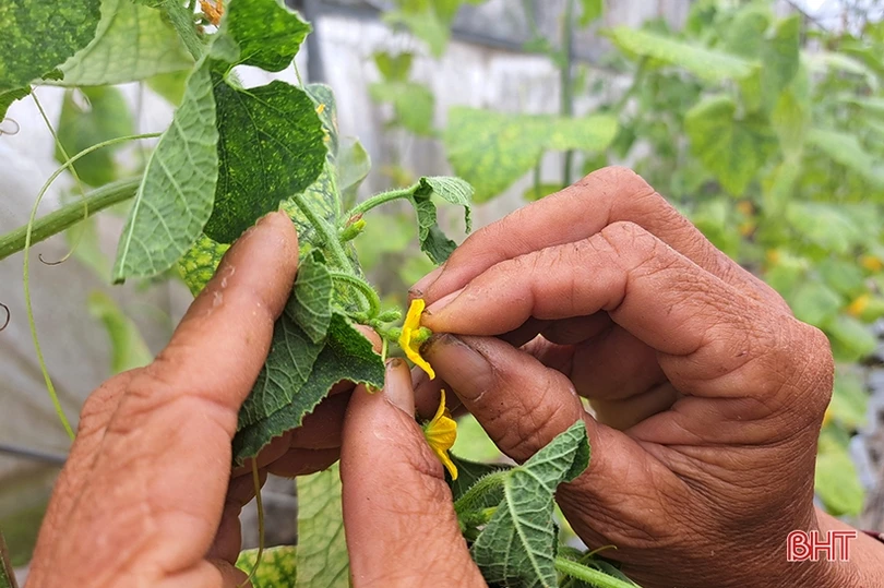 Dưa lê vàng Hàn Quốc kết trái trên vùng đất Nghi Xuân