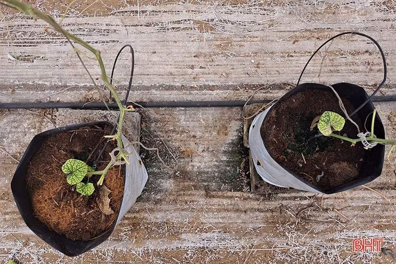 Dưa lê vàng Hàn Quốc kết trái trên vùng đất Nghi Xuân