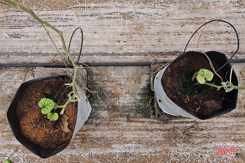 Dưa lê vàng Hàn Quốc kết trái trên vùng đất Nghi Xuân