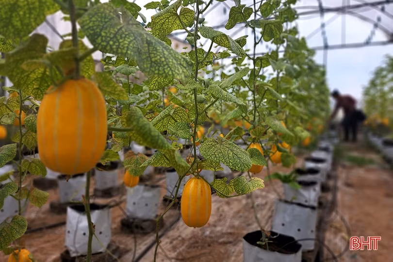 Dưa lê vàng Hàn Quốc kết trái trên vùng đất Nghi Xuân