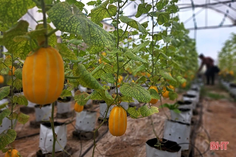 Dưa lê vàng Hàn Quốc kết trái trên vùng đất Nghi Xuân