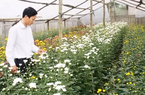 Mô hình trồng hoa trong nhà lưới của nông dân Bắc Sơn (Thạch Hà) cho hiệu quả kinh tế cao. Ảnh: Bá Tân