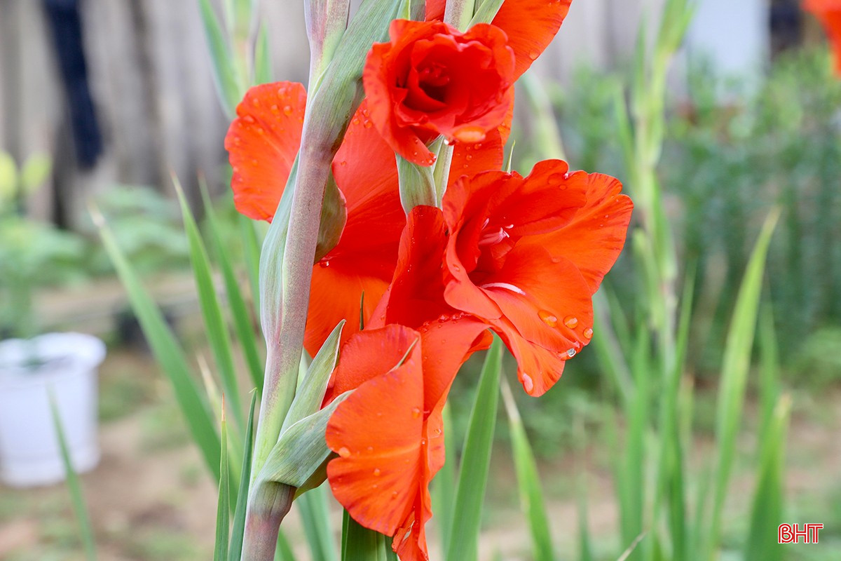 Không chỉ mang lại thu nhập cho gia đình, vườn hoa Tết của anh Liễu còn góp phần làm thay đổi diện mạo xã miền núi Hương Sơn mỗi dịp xuân về. Người dân trong xã nay không cần đi xa vẫn có thể mua được hoa Tết tươi, đẹp ngay tại địa phương.