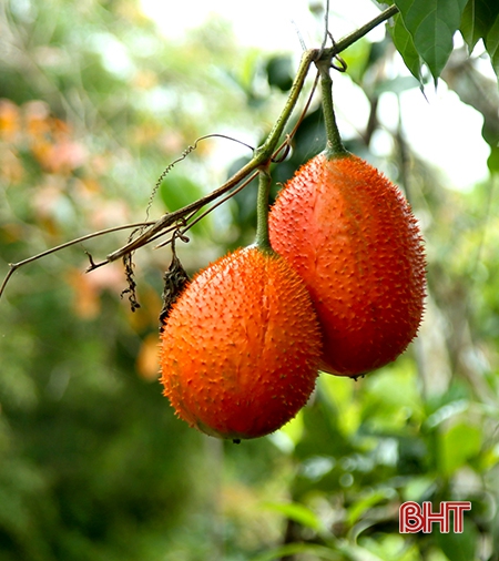 Hà Tĩnh - xôn xao mùa lộc…