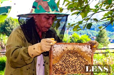 Mùa gom mật ngọt ở miền sơn cước Vũ Quang