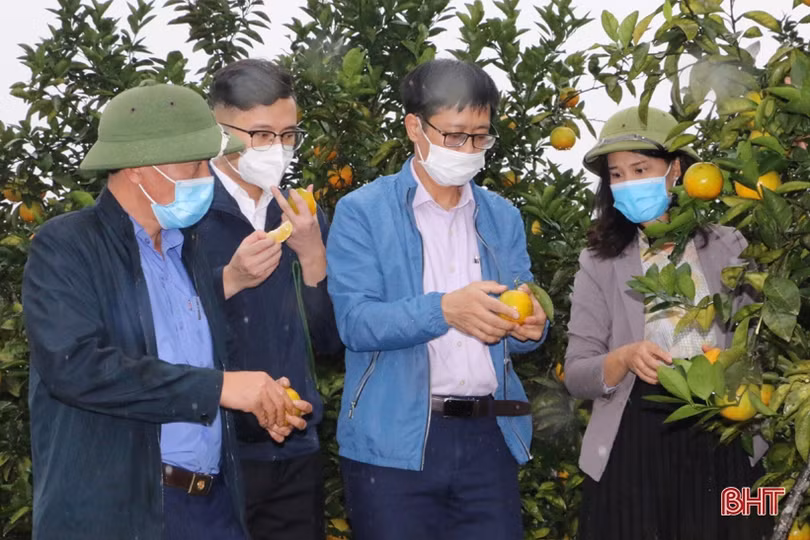 Cam Vũ Quang có nhiều tiềm năng để “lên kệ” hệ thống siêu thị Co.opmart toàn quốc