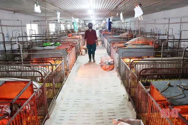 Khó bán lợn giống, nhiều trại nái sinh sản ở Hà Tĩnh loại thải đàn