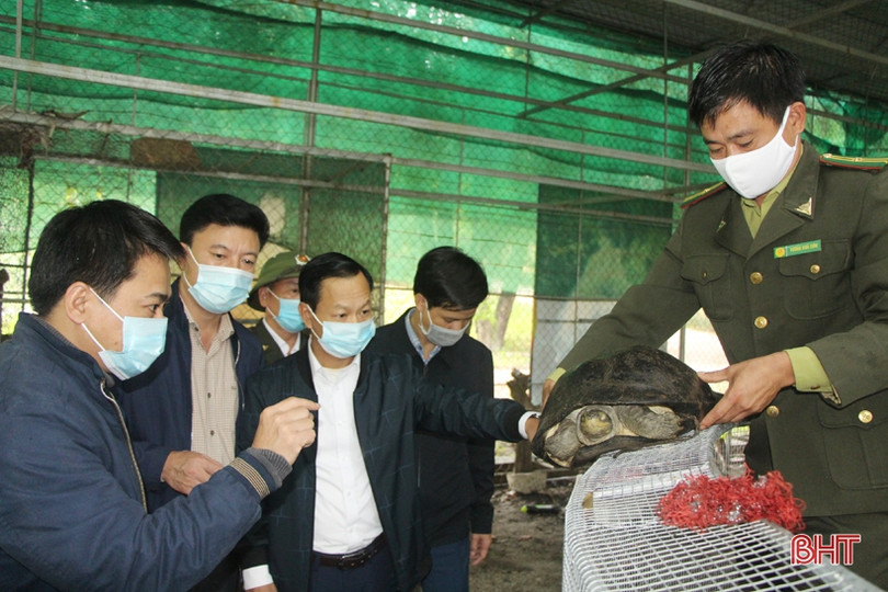 Thả 46 cá thể động vật quý hiếm về rừng ở Hà Tĩnh