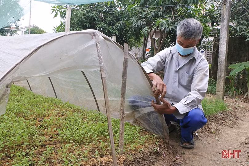 Hà Tĩnh: Ngô đông vào “nước rút”, rau xanh thêm nhiều diện tích