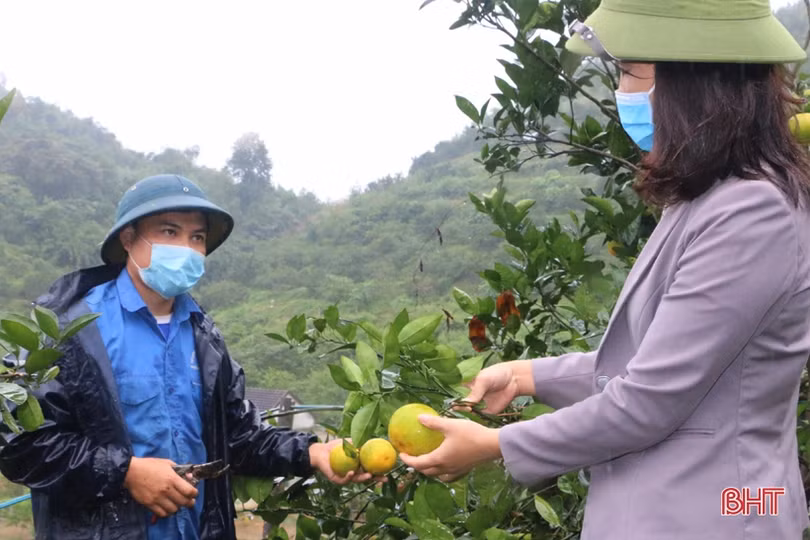 Cam Vũ Quang có nhiều tiềm năng để “lên kệ” hệ thống siêu thị Co.opmart toàn quốc