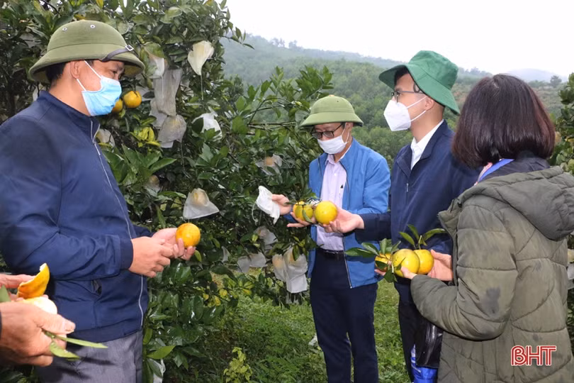 Cam Vũ Quang có nhiều tiềm năng để “lên kệ” hệ thống siêu thị Co.opmart toàn quốc