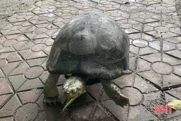 Bàn giao cá thể rùa răng quý hiếm cho Vườn Quốc gia Cúc Phương