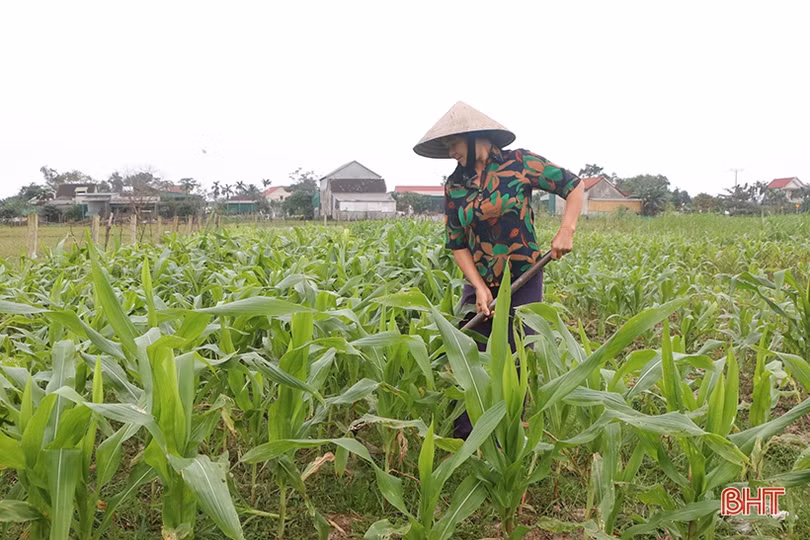 Hà Tĩnh: Ngô đông vào “nước rút”, rau xanh thêm nhiều diện tích
