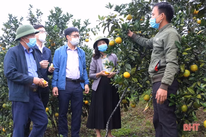 Cam Vũ Quang có nhiều tiềm năng để “lên kệ” hệ thống siêu thị Co.opmart toàn quốc