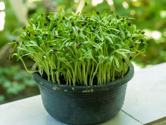 Ăn rau mầm như thế nào để không bị ngộ độc 