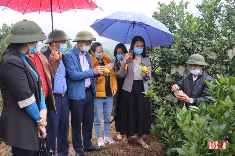 Cam Vũ Quang có nhiều tiềm năng để “lên kệ” hệ thống siêu thị Co.opmart toàn quốc