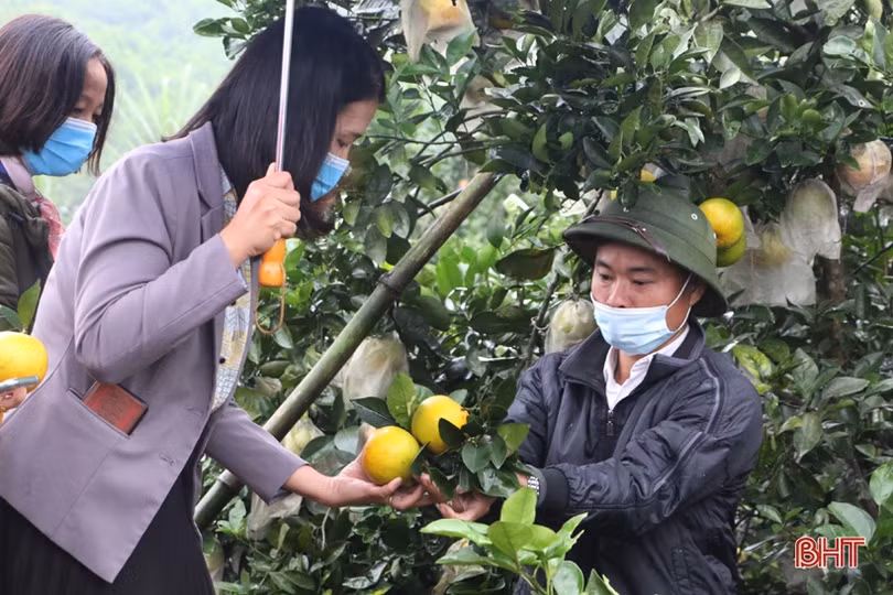 Cam Vũ Quang có nhiều tiềm năng để “lên kệ” hệ thống siêu thị Co.opmart toàn quốc