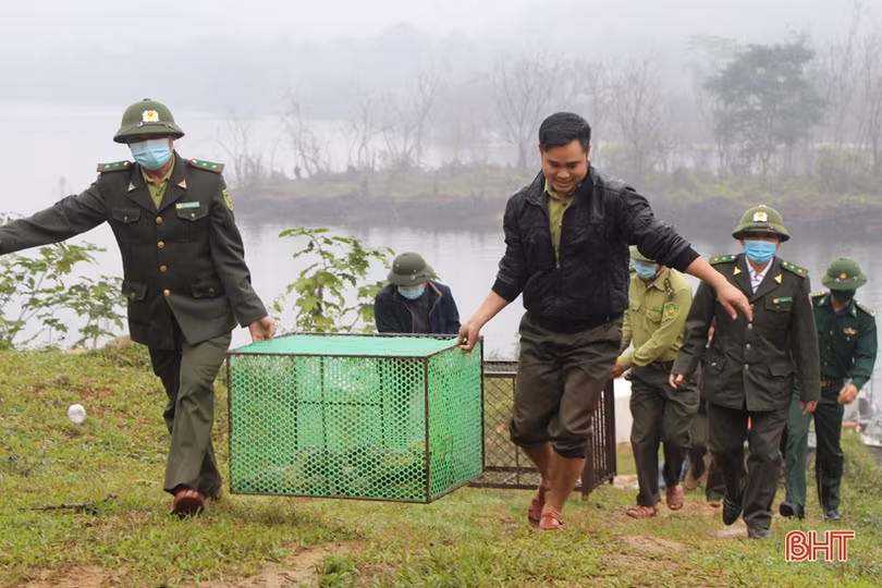 Thả 46 cá thể động vật quý hiếm về rừng ở Hà Tĩnh