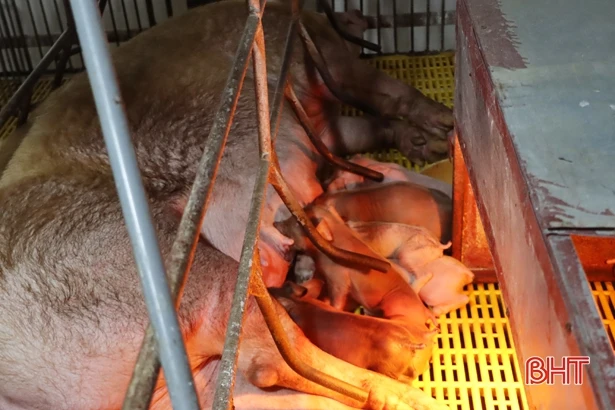 Khó bán lợn giống, nhiều trại nái sinh sản ở Hà Tĩnh loại thải đàn
