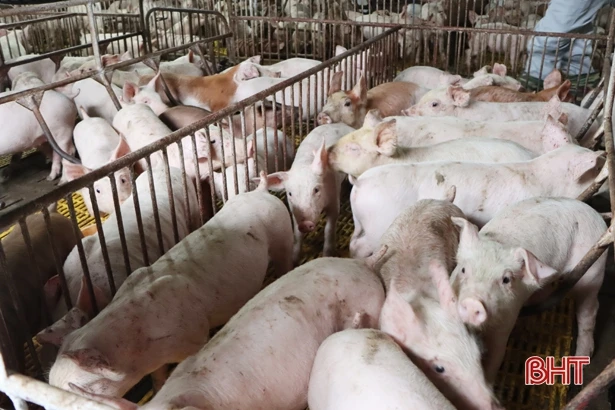 Khó bán lợn giống, nhiều trại nái sinh sản ở Hà Tĩnh loại thải đàn