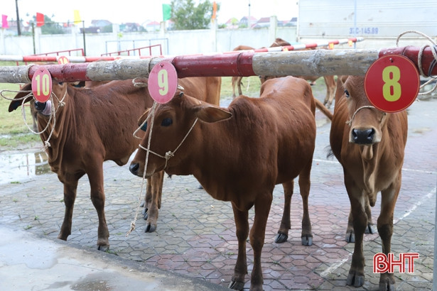 Trao 60 con bò giống cho người dân Hà Tĩnh