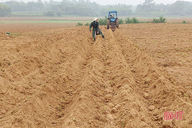 Hương Sơn trồng mới hơn 16 vạn cây chè công nghiệp