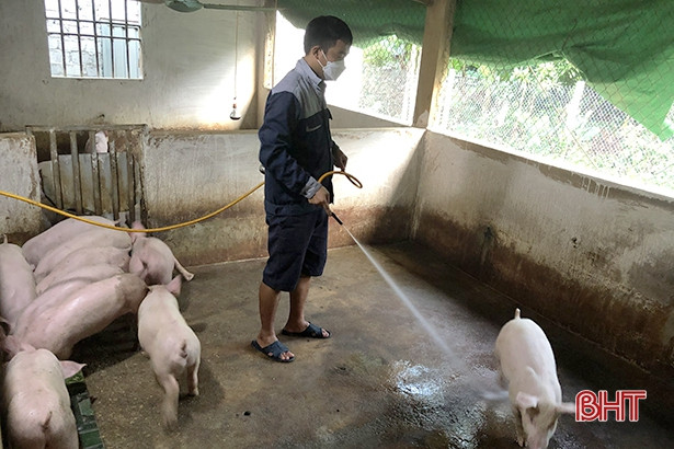 Hương Sơn phát sinh thêm 2 ổ dịch tả lợn châu Phi