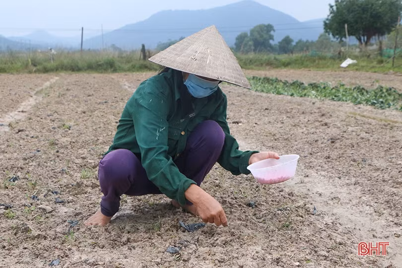 Hà Tĩnh: Ngô đông vào “nước rút”, rau xanh thêm nhiều diện tích