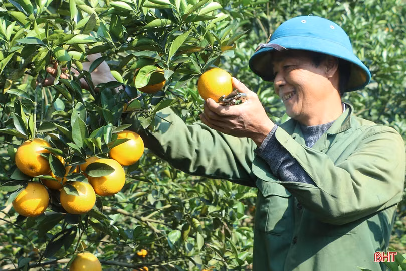 Sắp diễn ra hội nghị quảng bá thương hiệu, xúc tiến tiêu thụ cam Hà Tĩnh