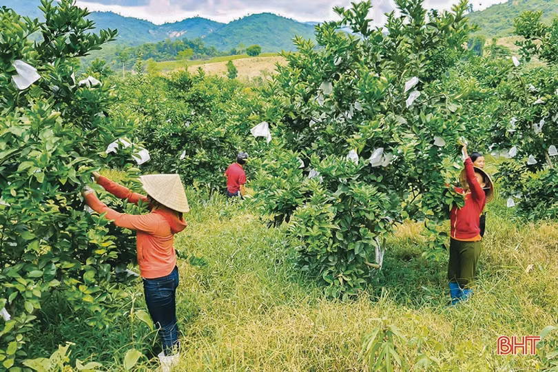 OCOP đánh thức khát vọng sản xuất sản phẩm chất lượng cao của nông dân Kỳ Anh