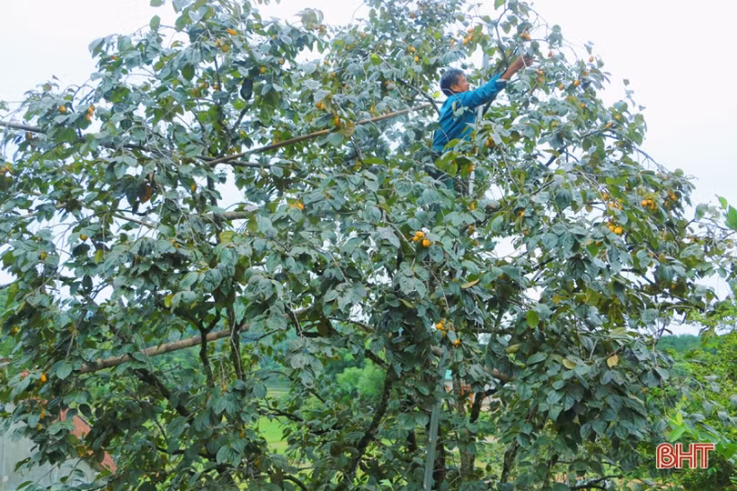 Hồng Yên Du được mùa, được giá, nông dân xóm núi Hà Tĩnh rộn niềm vui