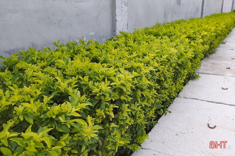 Thăm khu dân cư xanh” nơi vùng biển ngang Kỳ Anh