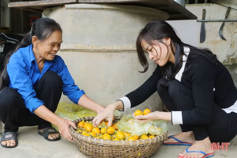 Hồng Yên Du được mùa, được giá, nông dân xóm núi Hà Tĩnh rộn niềm vui