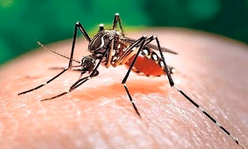 Lào ghi nhận gần 7.000 ca mắc sốt xuất huyết từ đầu năm đến nay