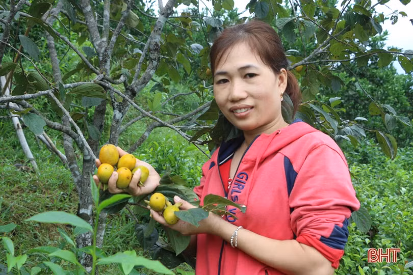 Hồng Yên Du được mùa, được giá, nông dân xóm núi Hà Tĩnh rộn niềm vui