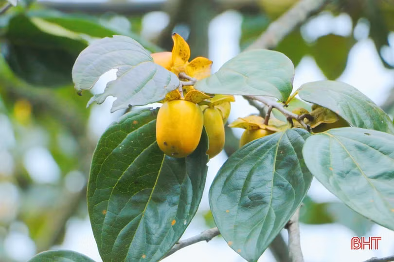 Hồng Yên Du được mùa, được giá, nông dân xóm núi Hà Tĩnh rộn niềm vui